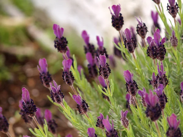 Flor Lavanda Jardim Manhã — Fotografia de Stock