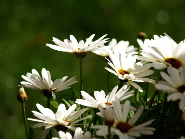 Elegáns Százszorszépek Kertben Tavasszal — Stock Fotó