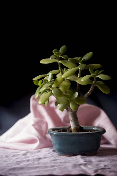 Jade Plant Bonsai Pot — Stock Photo, Image