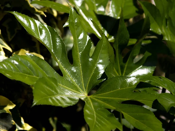 Hoja Tropical Verde Pleno Sol Jardín — Foto de Stock