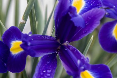 Baharın mavi süsen çiçekleri