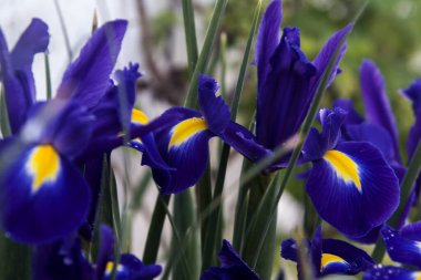 Baharın mavi süsen çiçekleri