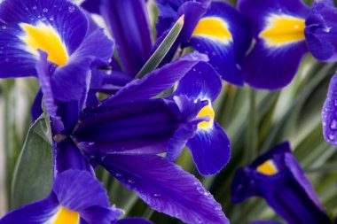 Baharın mavi süsen çiçekleri