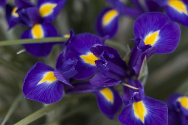 Baharda bahçede mavi göz