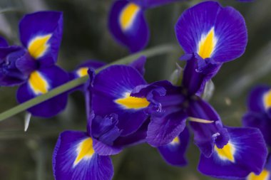 Baharda bahçede mavi göz