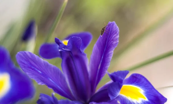 Blue Iris Weevil Garden Spring — Stock Photo, Image