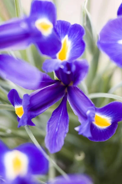 Blue Iris Garden Spring — Stock Photo, Image