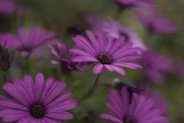 Meadow Pink Daisies Cape — Stock Photo, Image