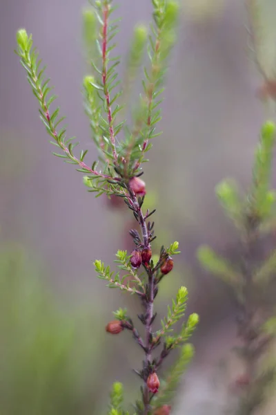 Nieuwe Spruiten Van Heide Tuin Met Achtergrondverlichting — Stockfoto