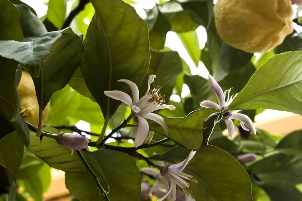 Citronträdblommor Och Mogna Frukter — Stockfoto