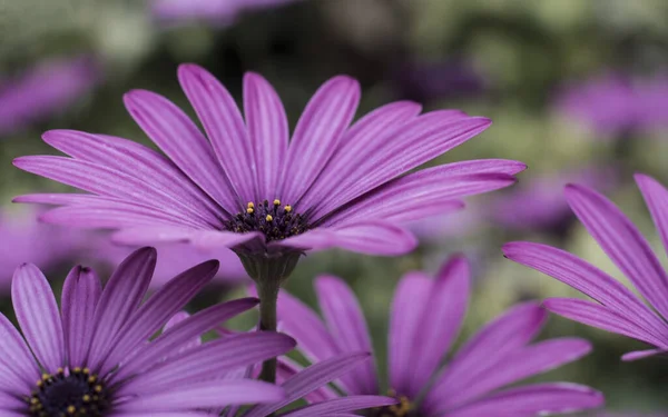 Närbild Rosa Tusensköna Kap — Stockfoto