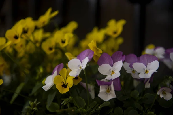 Swiss pansies mix in the window planter