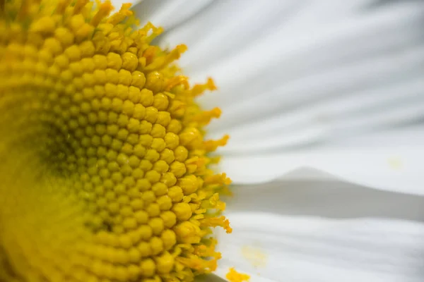 Extrême Gros Plan Calice Marguerite — Photo