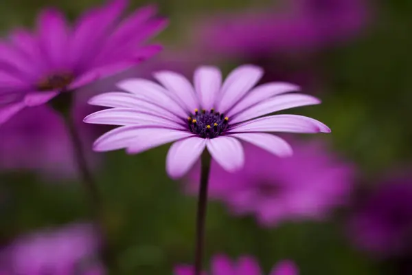 Rosafarbene Gänseblümchen Hautnah Garten — Stockfoto