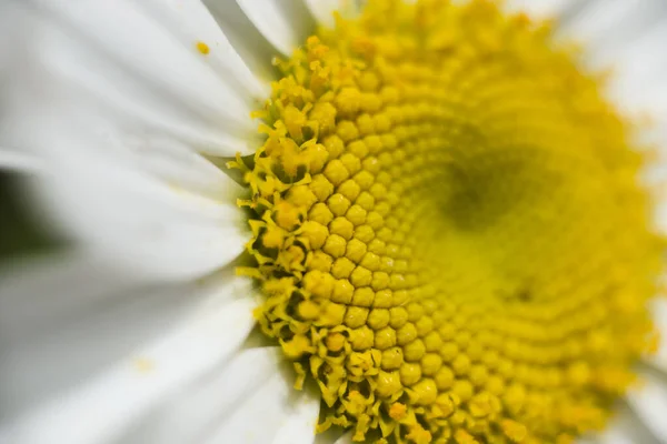 Extreme Close Daisy Chalice Royalty Free Stock Images