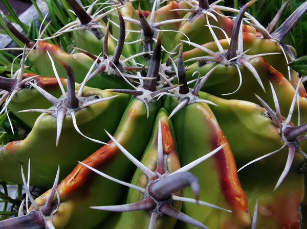 Fechar Espinhos Cacto — Fotografia de Stock