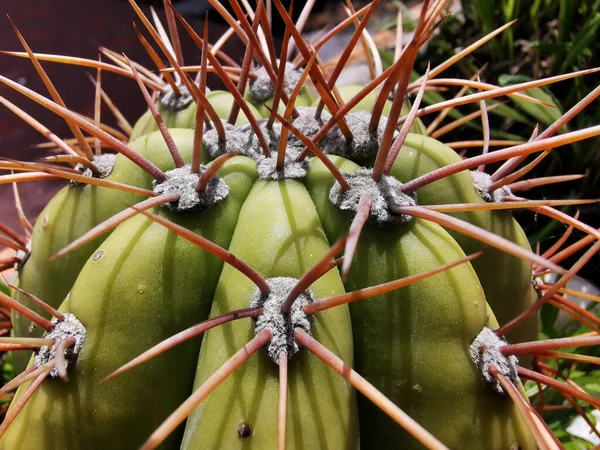 Spine Ravvicinate Cactus — Foto Stock