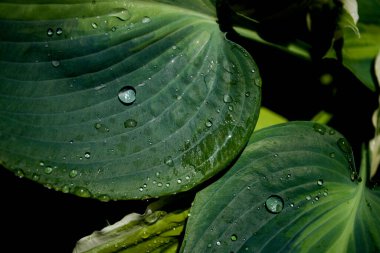 Hostesler çiy damlalarıyla ayrılıyor