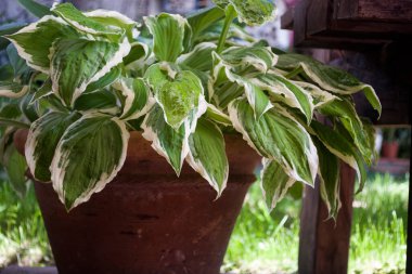 Hostas bahçenin köşesindeki tencerede ayrılıyor.
