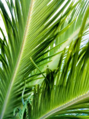 İlkbaharda sika yapraklarını kapat.