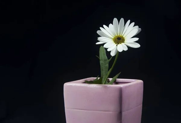 白いデイジーと小さなミニマリストの花束 — ストック写真