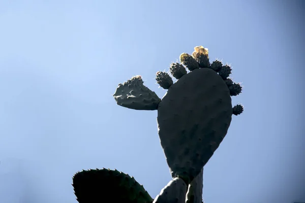 Nopal Pricklu Peren Cactus Blauwe Lucht — Stockfoto
