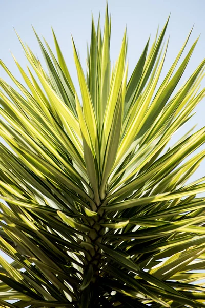 Bayoneta Española Marcada Yucca Aloifolia Variegata — Foto de Stock