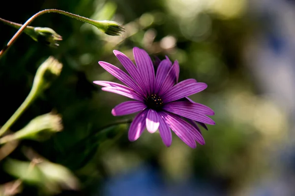 Purple Elegant Daisy Garden — Stock Photo, Image