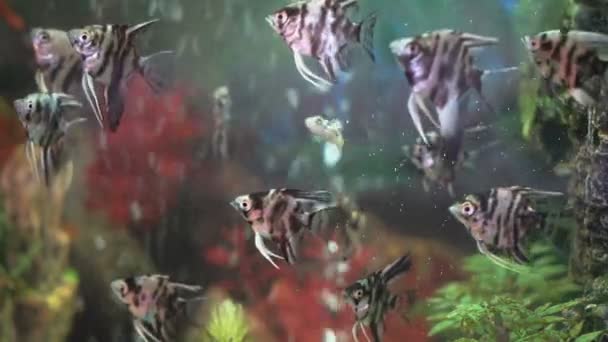Pequenos peixes nadando no aquário espaçoso — Vídeo de Stock