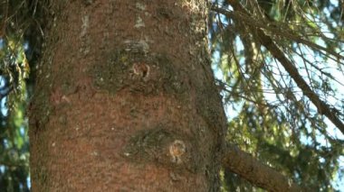 Parkta çam ağacının kalın gövde