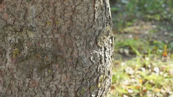 tronc épais du pin dans le parc 