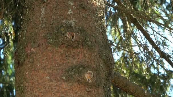 tronc épais du pin dans le parc 