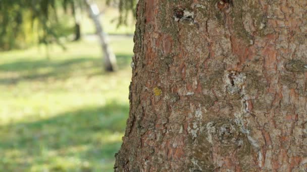 Puissant tronc du pin dans le parc 
