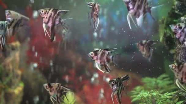 Küçük balıklar geniş akvaryum yüzme — Stok video