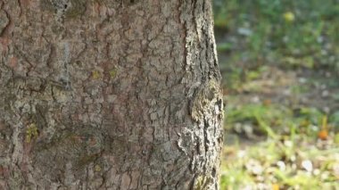 Parkta çam ağacının güçlü gövde
