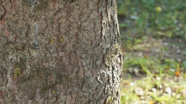 Puissant tronc du pin dans le parc 