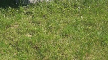 Rusya'da Alman askeri memorial mezarlığı