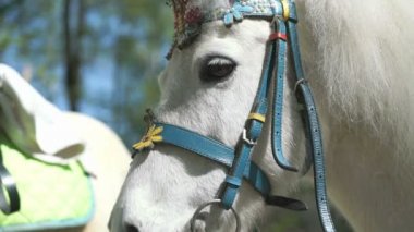 Beyaz küçük at tatil için giyindi