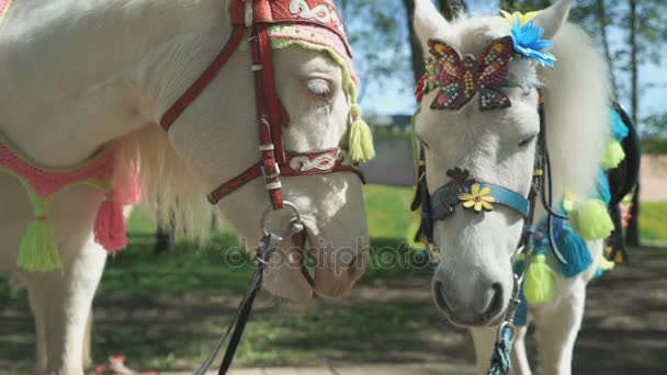 Две белые лошади, называемые пони, стоят в парке — стоковое видео