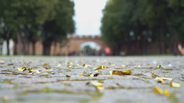 Confettis brillants dispersés sur le pavage de pierre — Video