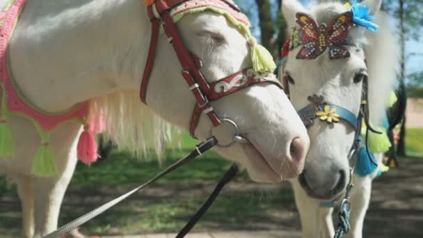 Twee paarden als pony genoemd Close-up — Stockvideo