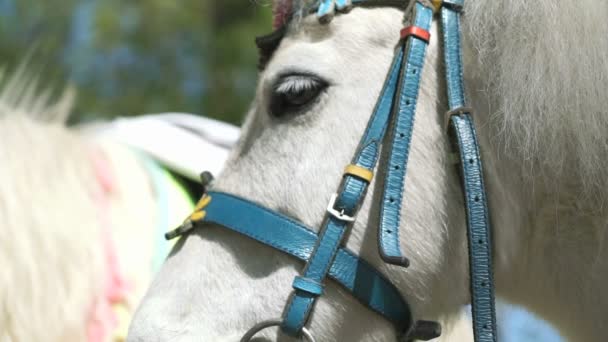 Witte kleine paard als genaamd pony staat in park — Stockvideo