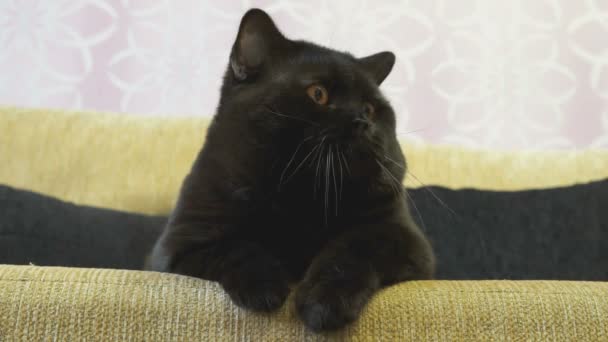 Schwarze britische Katze mit orangefarbenen Augen sucht nach einem Spielzeug — Stockvideo