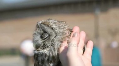 Baykuş açık havada tüyler stoking adam
