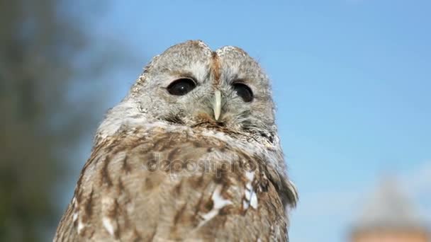 Le hibou apprivoisé de la ville. Gros plan — Video