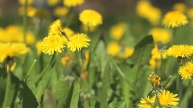 Bir güneşli bahar gününde sarı karahindiba