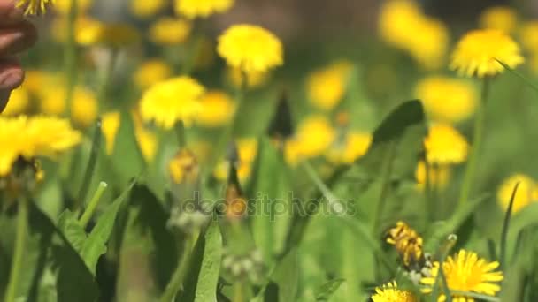 Homme cueillant un bouquet de pissenlits jaunes — Video