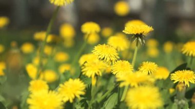 Bir buket sarı dandelions toplama kişi