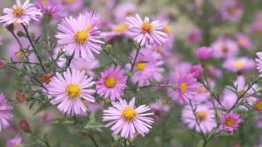 Yaz çayır rüzgarda ile hareket kır çiçekleri