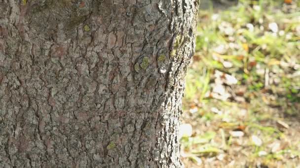 Poderoso tronco del pino en el parque — Vídeos de Stock